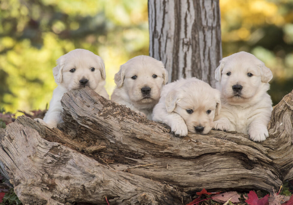 Council House Golden Retrievers Idaho