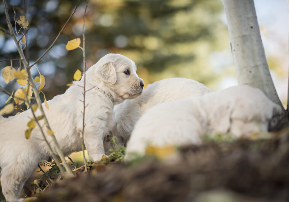 Idaho English Cream Golden Retriever