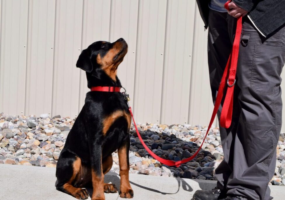 Rottweiler puppy leash training