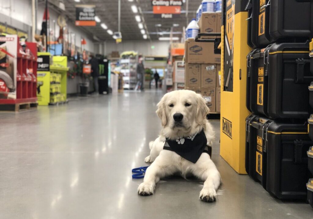 dog in home depot