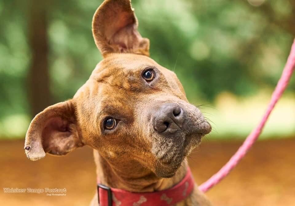 path of hope rescue puppy spokane wa