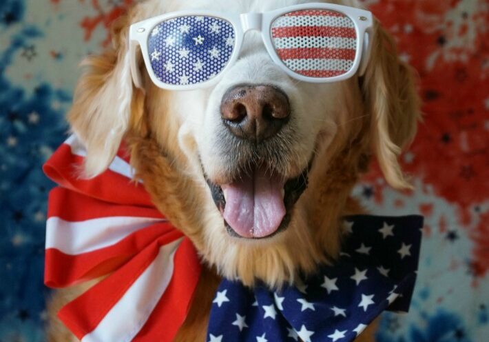 Patriotic Dog