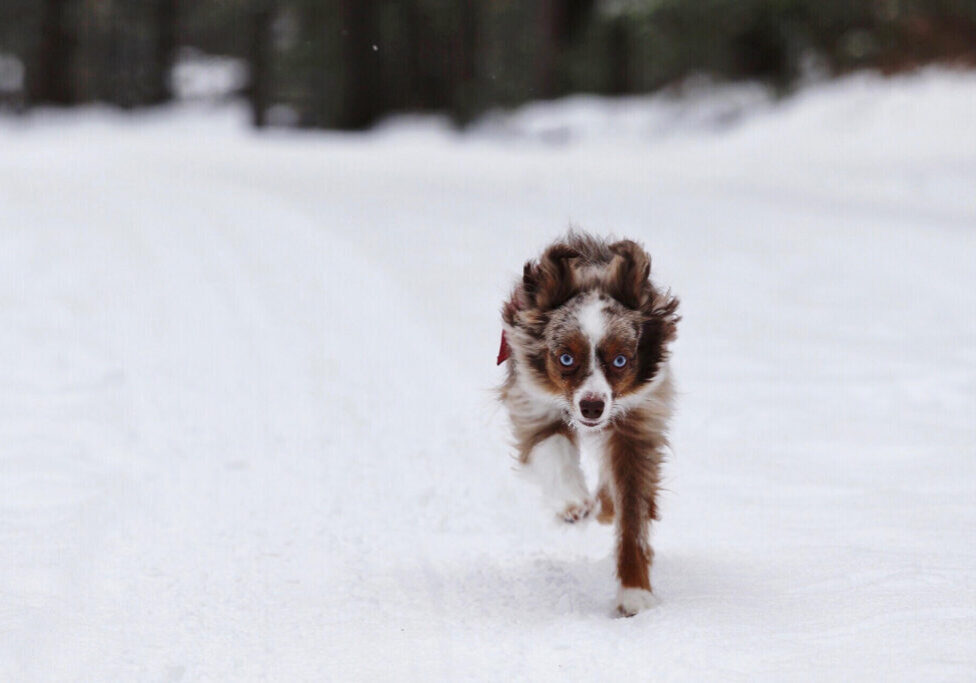 mini aussie running