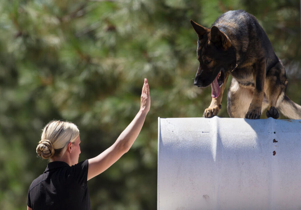 k9 service dog training