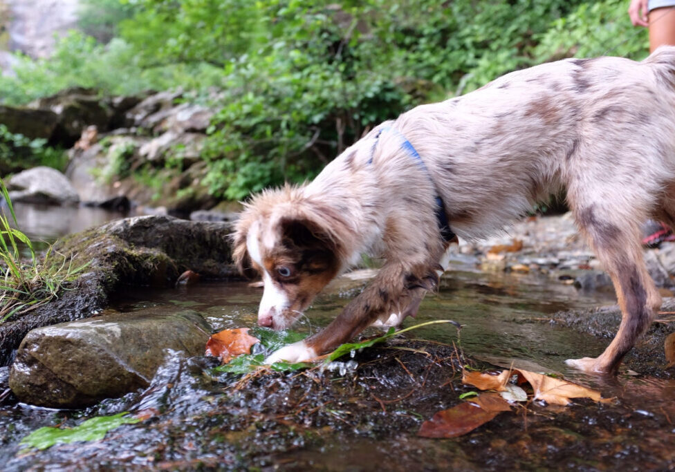 canine-vaccinations-parvo